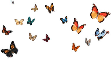  Colorful butterflies flying in the air against a transparent background