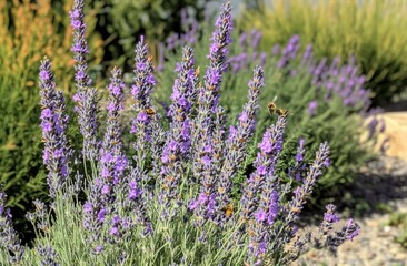 Wall Mural - A field of lavender with bees flying around, creating an atmosphere of serenity and natural beauty.