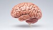 © davit - A detailed model of a human brain showcasing its structure.