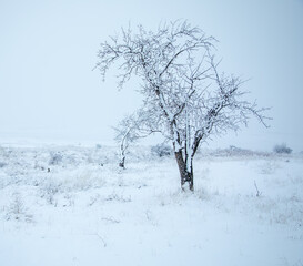 Wall Mural - winter landscape with snow covered trees