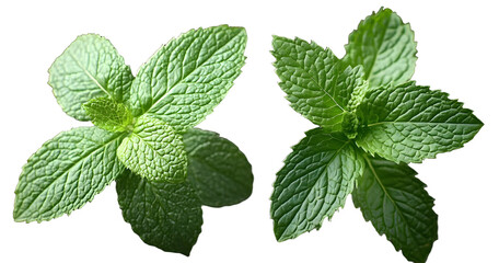 mint leaves isolated on transparent background