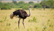 © Olga - Focused ostrich with keen gaze stalking through tall grass in a savannah setting during midday
