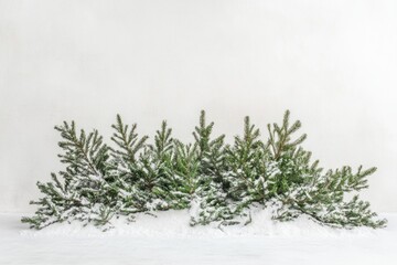 Wall Mural - Snow-covered evergreen branches lay on a white background, creating a winter scene.