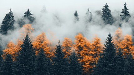 Canvas Print - Misty autumn forest with golden larches.