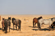 © Kelsey Sandoval/Stocksy - Antelope and Horses