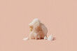 © Yaroslav Danylchenko/Stocksy - Scrub sponge covered with lush white foam in studio