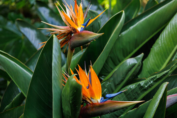 Bright blossom of Strelitzia reginae. Vibrant crane flower, bird of paradise, or isigude with striking orange, blue petals in Botanical garden, Tenerife. Dramatic plant in family Strelitziaceae.