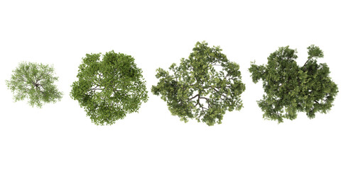 Set of Quercus trees on transparent background from top view
