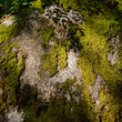 © Ryan Tuttle/Stocksy - Moss on a rock