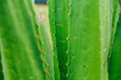 © Irina Bo/Stocksy - Close up of bright green agave leaves with raindrops