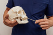 © VICTOR TORRES/Stocksy - Dental Professional Demonstrating Skull Anatomy with Model
