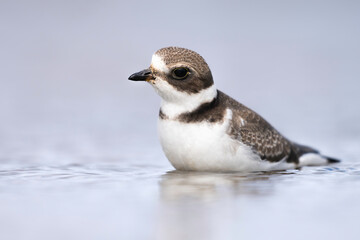 semipalmated plover
