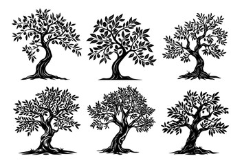 Wall Mural - artistic monochrome drawings of trees with detailed leaves and roots