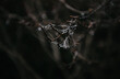 © Melissa Milis Photography/Stocksy - geometric spider web glimmering in dark mysterious woods