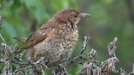 Wall Mural - Common blackbird male Turdus merula in the wild. Close-up.