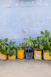 © Studio KME/Stocksy - Upcycled Yellow Containers as Planters in Maafushi