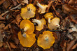 © THAIS RAMOS VARELA/Stocksy - Colorful chanterelle mushrooms growing among autumn leaves