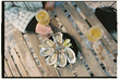 © Olga Moreira/Stocksy - Fresh Oysters with Lime and Champagne on Rustic Table