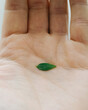 © Guillermo de la Torre/Stocksy - Hand with leaf