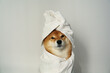 © Olga Sibirskaya/Stocksy - Dog wrapped in towel