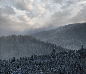 Wall Mural - winter alpine hills with fir and pine forest view from mountain village. picturesque traveling, hiki