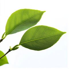 Wall Mural - Two vibrant green leaves on a branch against a white background.