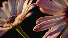 Autumn Background Of Fallen Flowers Free Stock Photo - Public Domain ...