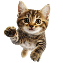 Wall Mural - Cute kitten reaching out playfully toward viewer