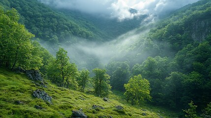 Wall Mural - Misty mountain valley with lush green forest.