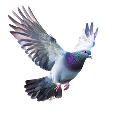 Colorful pigeon soaring in the clear sky