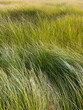 © Rialto Images/Stocksy - Field of windswept meadow grasses