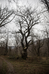 Wall Mural - landscape with beautiful fog in forest on hill or trail through a mysterious winter forest with autu