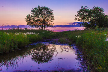 Wall Mural - A pond with two trees in the background