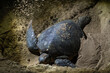 © Gemma can fly/Stocksy - Turtle Nesting on Sandy Beach