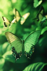 Wall Mural - A group of butterflies fluttering in mid-air