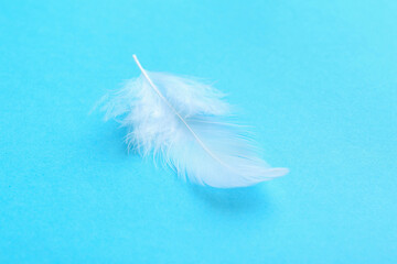 Wall Mural - Beautiful fluffy feather on light blue background, closeup