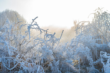 Winter landscape. Frost morning in mountains.