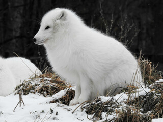 fluffly arctic fox on a frosty winter day
