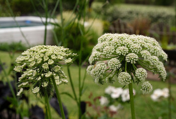 Wall Mural - floral. closeup view of daucus carota, also known as wild carrot, white flowers blooming in the gard