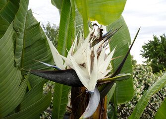 Wall Mural - tropical flora. closeup view of a strelitzia nicolai, also known as giant white bird of paradise or 