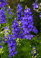 Wall Mural - closeup view of consolida regalis, also known as larkspur, blue flowers blooming in the garden meado