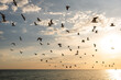 © Stephanie Tamir/Stocksy - A flock of seagulls flying on the top of the ocean at sunset
