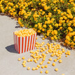 © Diane Villadsen/Stocksy - Popcorn and flowers