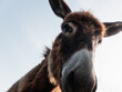 © B Krokodil/Stocksy - Close-Up Portrait of a Curious Donkey Against a Clear Sky