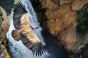 A large bird in flight above a waterfall, great for nature or travel scenes