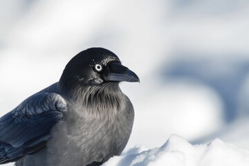 Wall Mural - A black bird perches on top of a pile of snow, looking out at the winter landscape