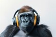 © Studium L&M - Gorilla wearing headphones enjoys music, funny animal portrait for humorous concept and entertainment themes