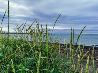 Close up of green grass, water background, Seltjarnarnes city area, Reykjavik, Iceland