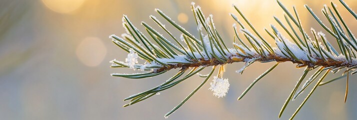 Leinwandbilder - Close-up of a snow-covered pine branch in soft sunlight.