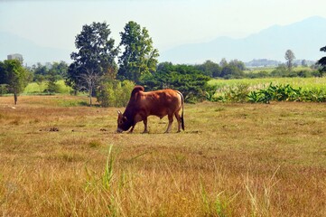 cows grazing in a field